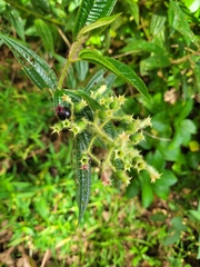 Miconia australis