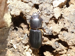 Passalus interstitialis