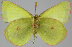 Colias pelidne