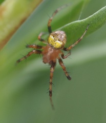 Araneus albotriangulus
