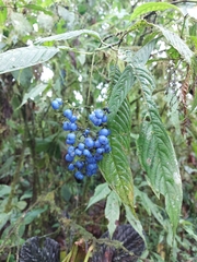 Palicourea cyanococca