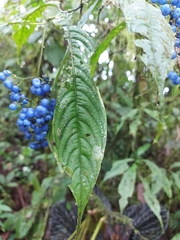 Palicourea cyanococca