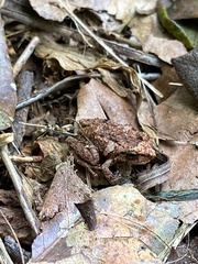 Eleutherodactylus wightmanae