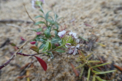 Iberis