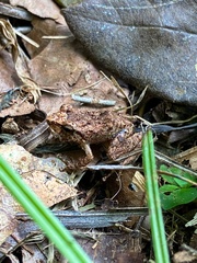 Eleutherodactylus wightmanae