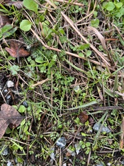 Trifolium dubium