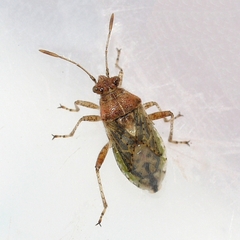 Arhyssus lateralis