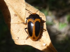 Iphiclus haematocephalus