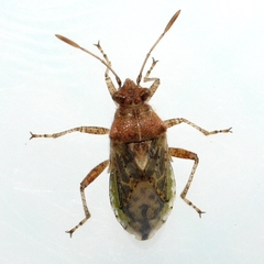 Arhyssus lateralis