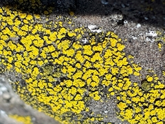 Candelariella aurella