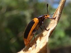 Iphiclus haematocephalus