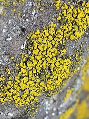 Candelariella aurella