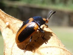 Iphiclus haematocephalus