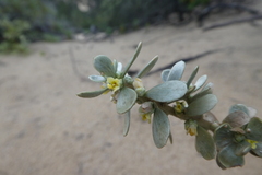 Thymelaea tartonraira
