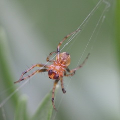 Araneus albotriangulus
