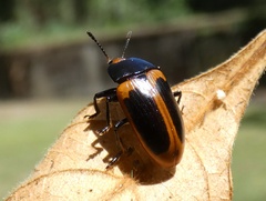 Iphiclus haematocephalus