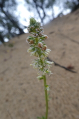 Reseda alba