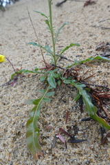 Reseda alba