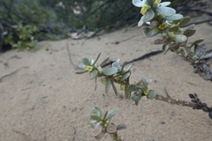 Thymelaea tartonraira