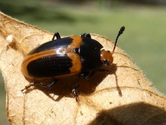 Iphiclus haematocephalus