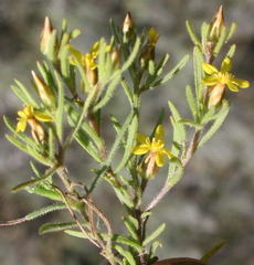 Rhynchopsidium sessiliflorum