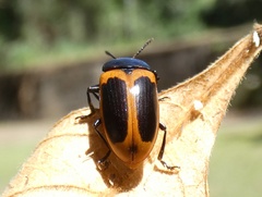Iphiclus haematocephalus