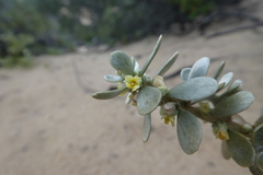 Thymelaea tartonraira