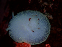 Acanthodoris nanaimoensis