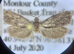 Endothenia montanana