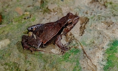 Physalaemus olfersii