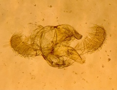 Endothenia montanana