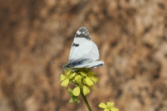 Euchloe hesperidum