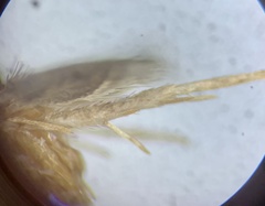 Endothenia montanana