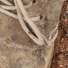 Anoplolepis custodiens