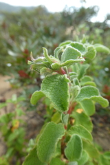 Cistus