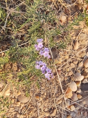 Heliotropium phylicoides