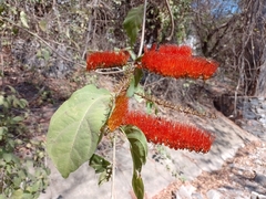 Combretum farinosum