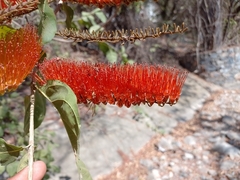 Combretum farinosum