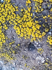 Candelariella aurella