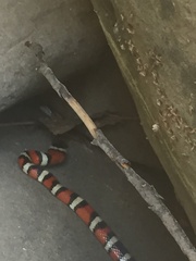 Lampropeltis pyromelana