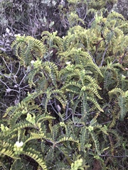 Chamaebatia australis