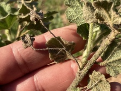 Malacothamnus foliosus