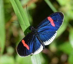 Heliconius erato cyrbia