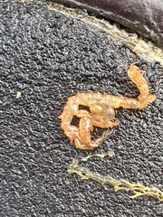 Caprella