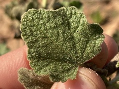 Malacothamnus foliosus