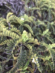 Chamaebatia australis