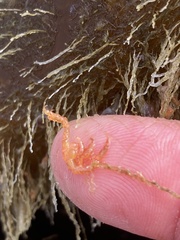 Caprella
