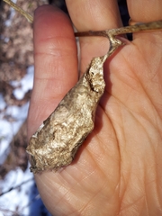 Callosamia promethea