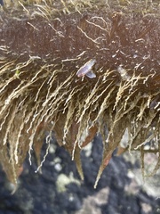 Caprella