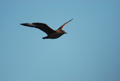 Stercorarius skua